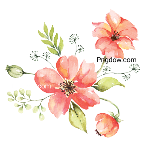 Watercolor Flower Illustration, transparent background, free version