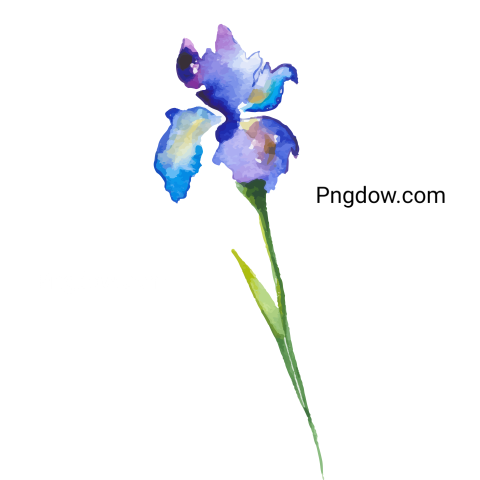 Watercolor Flower Illustration, transparent background, for Free