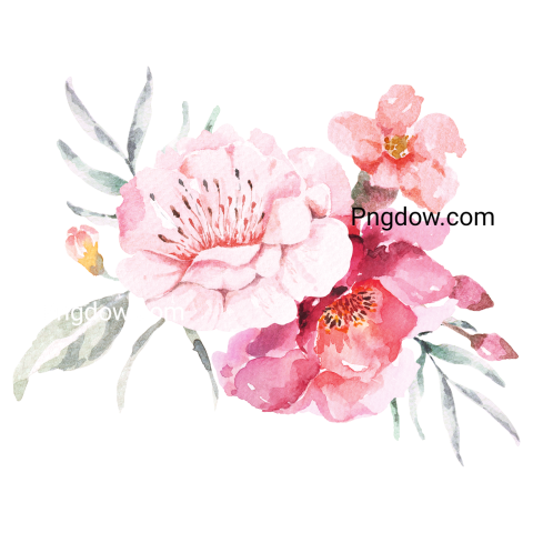 Peonies Watercolor Illustration, transparent background