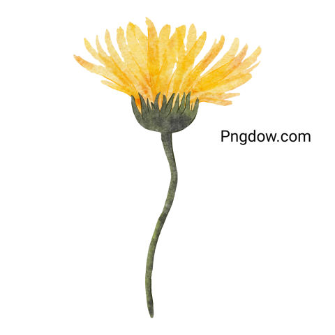 Yellow Watercolor Flower, transparent background