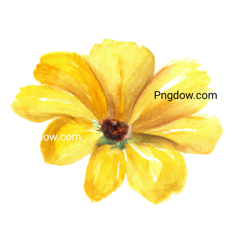 Yellow watercolor flower, transparent background for Free
