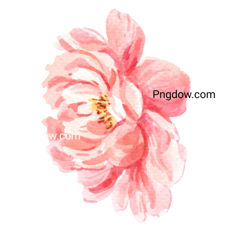 Pink Watercolor Flower, transparent background