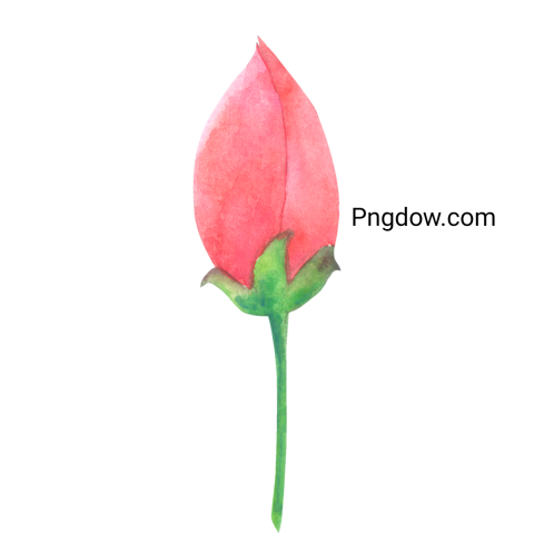 Watercolor Flower Bud, transparent background
