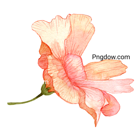 Watercolor Flower, png transparent background