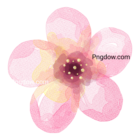 Pink watercolor flower, PNG images for Free Download