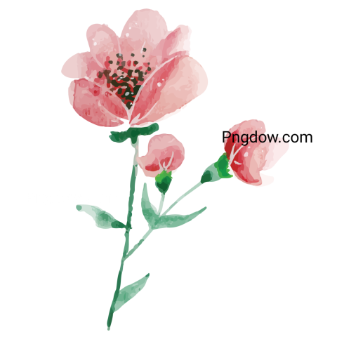 Watercolor Flower Illustration, transparent background