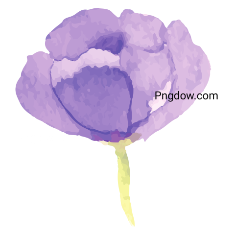 Watercolor Flower, transparent background