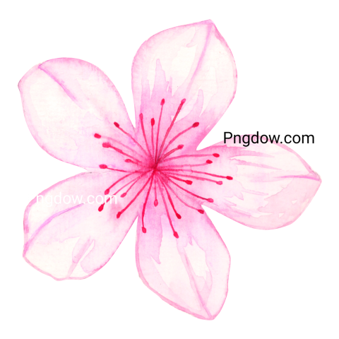 Watercolor Flower transparent background image
