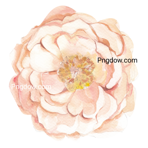 Peach peony flower watercolor illustration