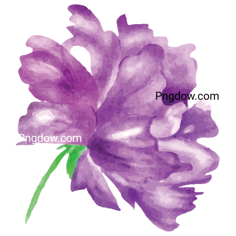 Flower Watercolor, transparent background image for Free