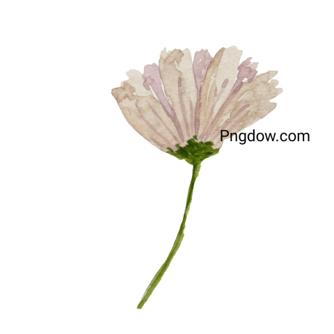 Watercolor Flower icon, transparent background image