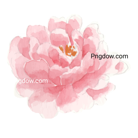Watercolor flower, transparent background,for Free