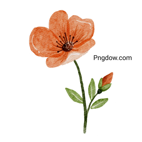 Orange Watercolor Flower, transparent background