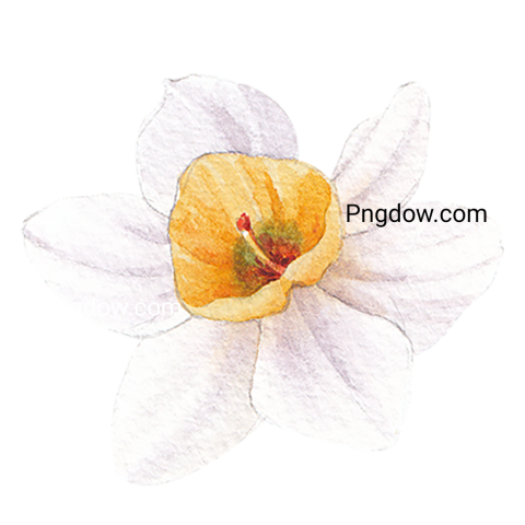Watercolor Flower Art, transparent background image for Free
