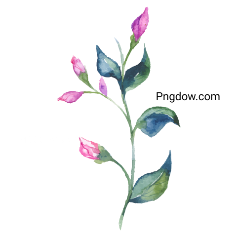Watercolor Flower Illustration transparent background