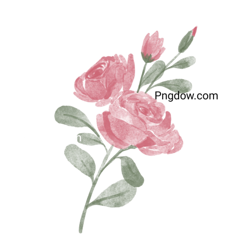 Rose Flower Watercolor, transparent background