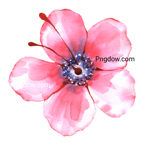Pink Watercolor Flower, transparent background