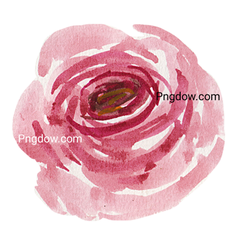 Watercolor Flower Pink Isolated PNG