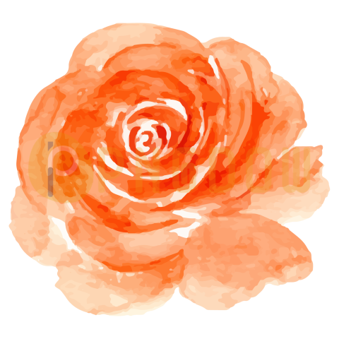 Watercolor Flower Illustration, transparent background for Free