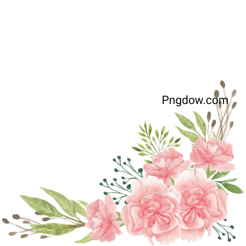 Watercolor Pink Carnation Flowers for Free