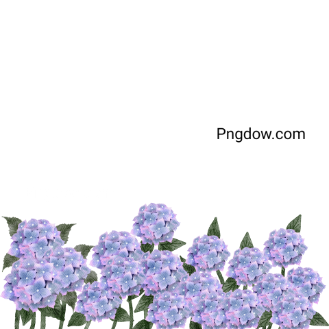 Hydrangea Watercolor flowers