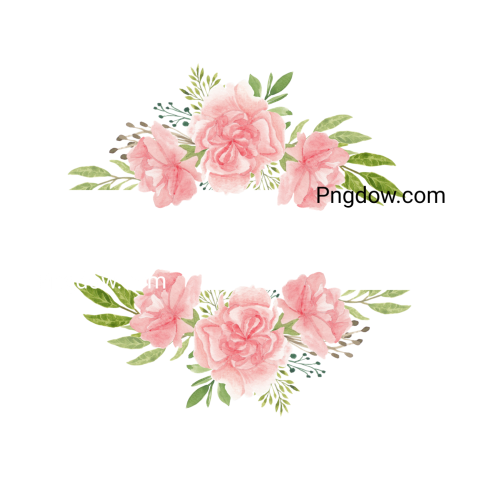 Watercolor Pink Carnation Flowers   PNG Image free