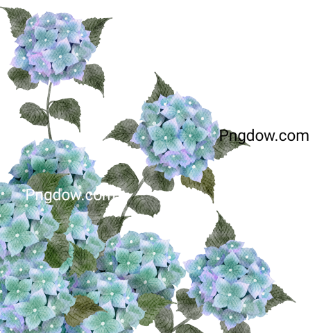 Hydrangea Watercolor flowers free