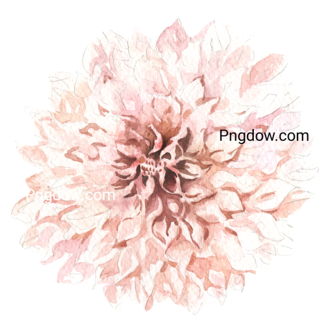 Vector collection of herry watercolor flowers and transparent background in png, (37)