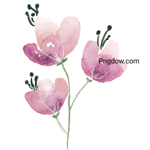 Vector collection of herry watercolor flowers and transparent background in png, (50)