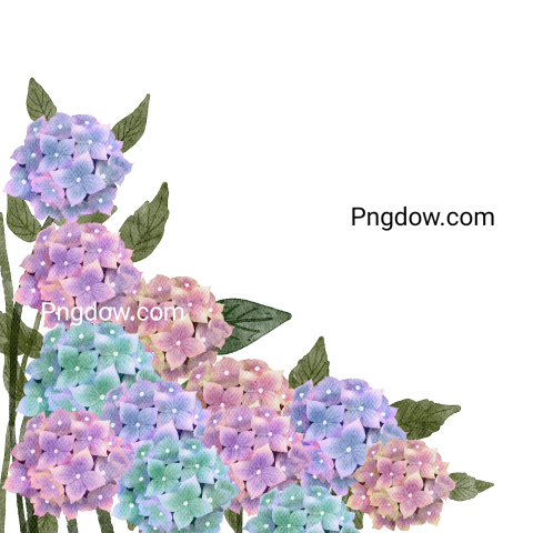 Vector collection of herry watercolor flowers and transparent background in png, (72)