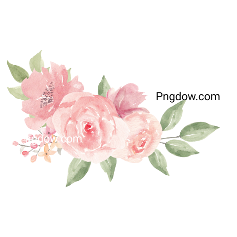 Vector collection of herry watercolor flowers and transparent background in png, (94)