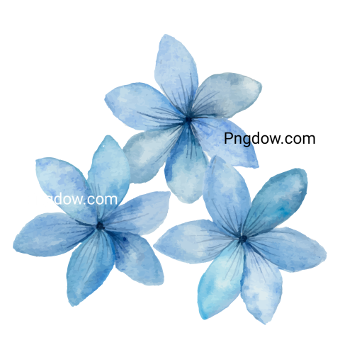 Vector collection of herry watercolor flowers and transparent background in png, (107)