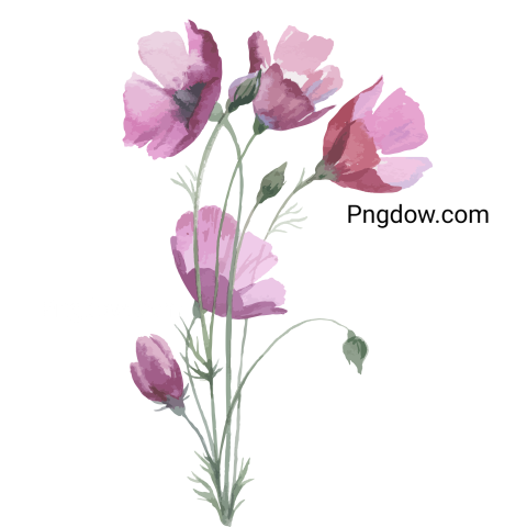 Vector collection of herry watercolor flowers and transparent background in png, (153)