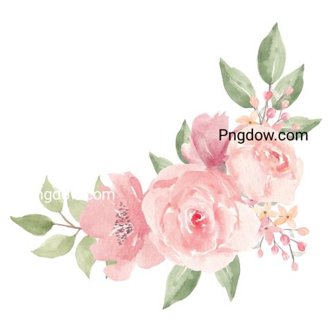Vector collection of herry watercolor flowers and transparent background in png, (179)