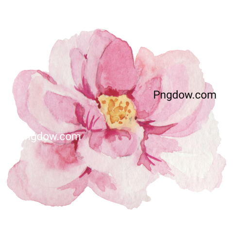 Vector collection of herry watercolor flowers and transparent background in png, (185)