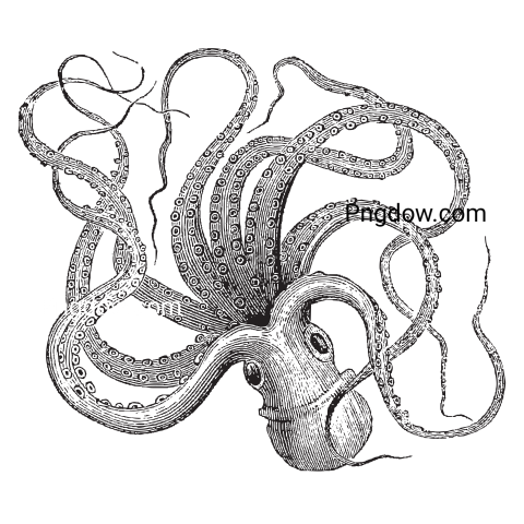 Hand Drawn Octopus transparent background