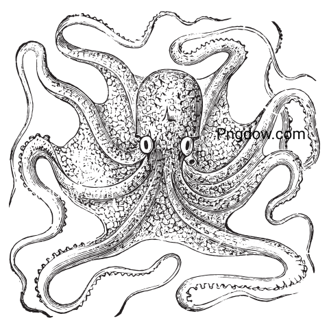 Octopus, png, transparent background for Free, (1)