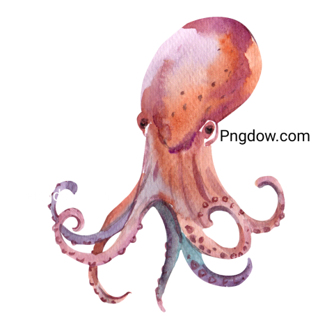 Octopus Watercolor Art transparent background
