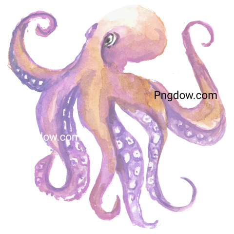 Octopus watercolor ocean animal