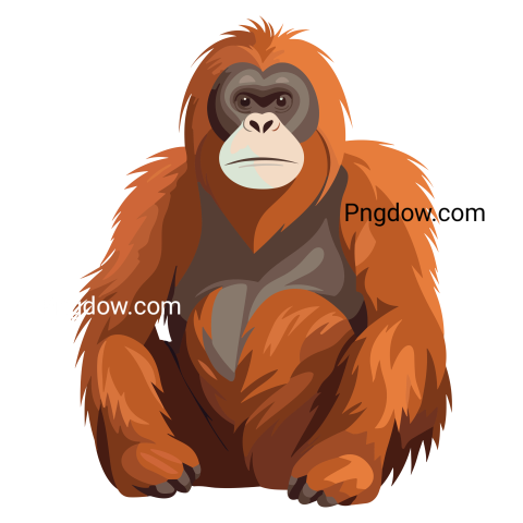 Orangutan Illustration transparent background