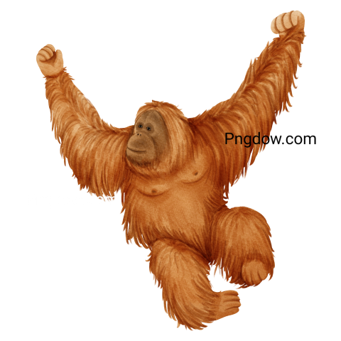 Orangutan wildlife animal watercolor illustration, Free