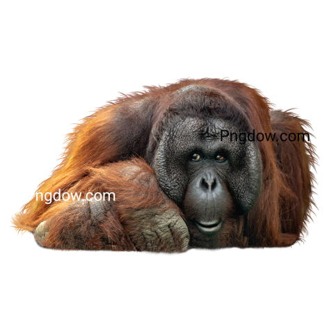 Adult male Bornean Orangutan