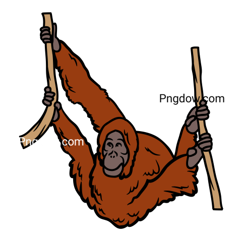 Orangutan transparent background image for Free