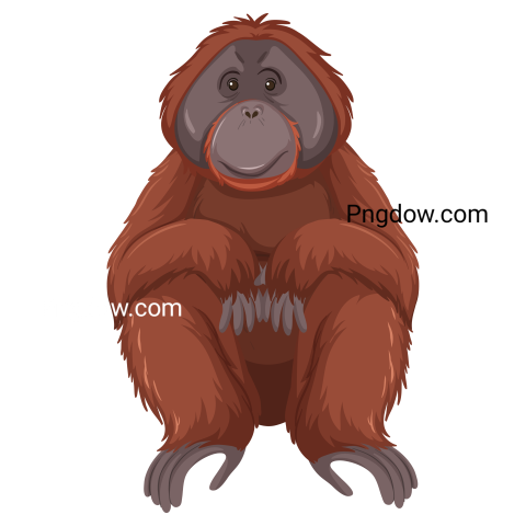 Orangutan wild animal on white background