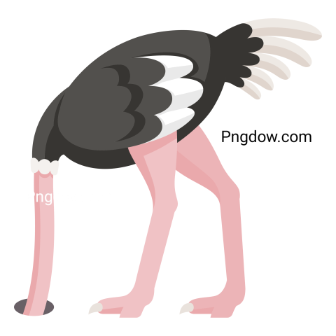 Ostrich transparent background image free