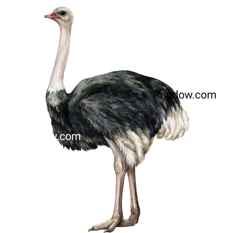 Ostrich African big bird watercolor realistic hand drawn illustration