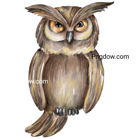 Owl watercolor transparent background