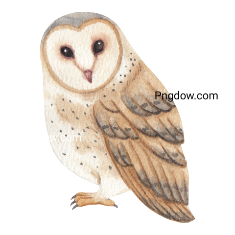 Owl Bird Watercolor transparent background