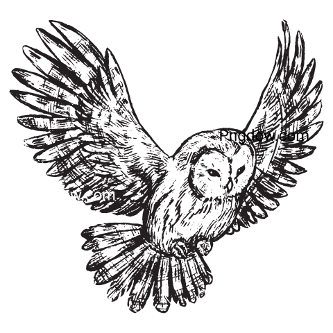 Owl Png transparent background