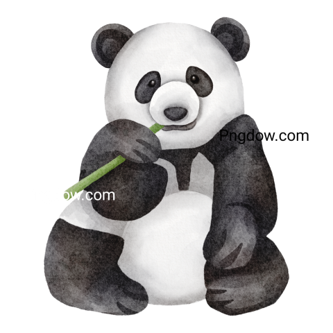 Panda image transparent background